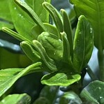 大元 - クチナシのつぼみが膨らんで来たよー^_^