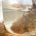 ウシマル - これがこう#2 大きな大きなコチ。 コチってこんなに大きくなるんですね。 この命をこれからいただきます。