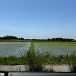 ウシマル - ウシマルさんのご近所の日常風景。 新緑が満ち溢れ、水田がきれいです。