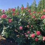 つぶら乃 新宿御苑店 - 