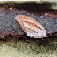 鮨　銀座　鰤門 - 