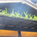 花月 - お店屋根には、草が生えて情緒あります。