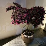 鮨 一二郎 - ウサギにも見える春の植木。