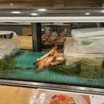 Sushi Masa - カウンター席から見えるホタルイカたち