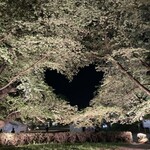 ポルトブラン - 弘前公園 「ハートの桜」 桜はもう散ってしまいましたが(涙)
