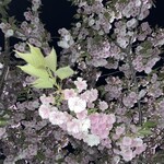 Poruto Buran - 「ウコン」や「カンザン」などの桜が楽しめました♡