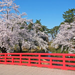 LE CHOCOLAT - 杉の大橋の美しい満開の桜