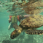 インギャーコーラルヴィレッジ - 