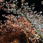 河津の宿 さくら館 - 河津桜のライトアップ