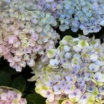 パティスリー タンドレス - 玄関のお花
