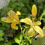 パティスリー タンドレス - 玄関のお花