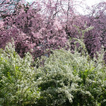 中国料理 四川 - 季節は春節が来て桜が咲いて