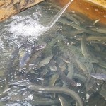 うなぎ屋　たむろ 本丸 - 