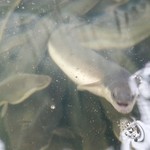 うなぎ屋　たむろ 本丸 - 