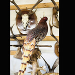 菜食健美 里味 - ヤマドリの尾がキレイ　byまみこまみこ