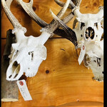 菜食健美 里味 - 店内　鹿の顔の骨　角つきで売ってます！　byまみこまみこ