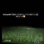 菜食健美 里味 - Instagramより　毎晩　庭に鹿がいる！　byまみこまみこ