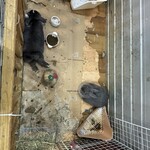 卵の郷ベーカリー てとて - なぜか店内にうさちゃん。