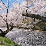 シェ・アンジュ - 外壕を覆う花筏と快晴で満開の桜