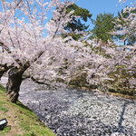 Chez Ange - 外壕を覆う花筏と快晴で満開の桜