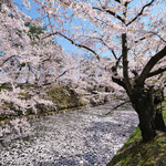 Chez Ange - 外壕を覆う花筏と快晴で満開の桜