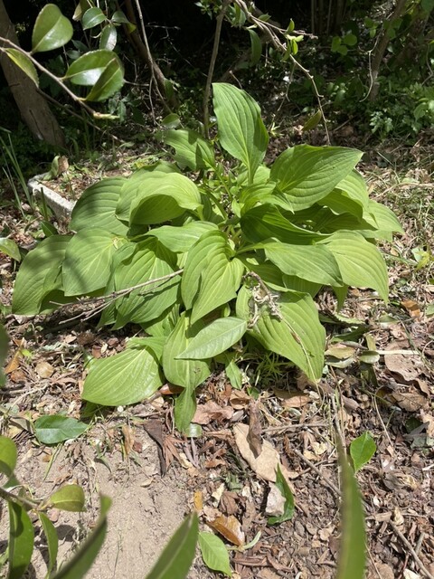 くんぺる直売マーケット - 新田（その他）の写真