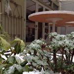 パプリカ食堂 Vegan - 