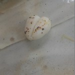 秀寿司 - イカの白子