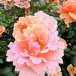 Ikkyuuan - 花びらが複雑なバラ