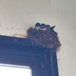 中華そば うお静 - 