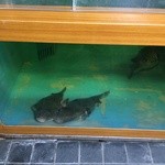 夕凪橋 多古安 - 写真ではわかりませんが７㎏級の寅河豚