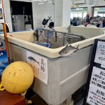 漁師料理 かなや - 待ちながらメニューみて想像したり鯵見たりと色々と楽しめます