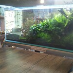 cafe nekoji - 熱帯魚