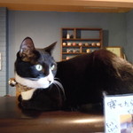 サビオカフェ - トンちゃん♪寝てたらそっとしててにゃ(´ー｀)