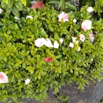 すしやのたい悟 - 花が植えてあります。