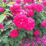 Yo-shoku OKADA - 大野町バラ公園の薔薇