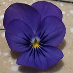 博多 鮨 貴山 - 綺麗