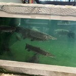 Mum Aroi - アロワナ水槽
            
            
            