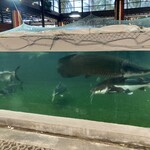 Mum Aroi - アロワナ水槽