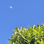 焼きもの家 慶 - 暗くなる前にと日課のアゲハ幼虫捕獲に出て、近所の柑橘の生垣を眺めていたら青空に上弦あたりの月^_^。5月2日から15日連続の幼虫ゲット。来週頭にはいよいよ羽化が始まる