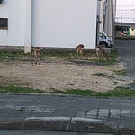 Kitano Ajigokoro Takechan - お店の前の空き地には鹿！