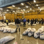 まぐろ専門店 MEGRO - 築地の競りの一コマ