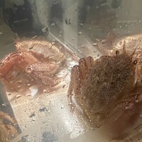 蟹たくみ - 