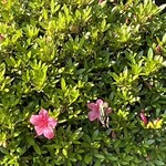 ニュー高根 - アゲハがツツジの花の蜜を吸っていた