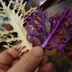 Maison4125 - ケール・・・白＆紫