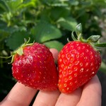 姫路ハートフル観光農園 - 