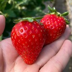 姫路ハートフル観光農園 - 