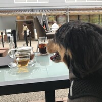 アルコバ - 