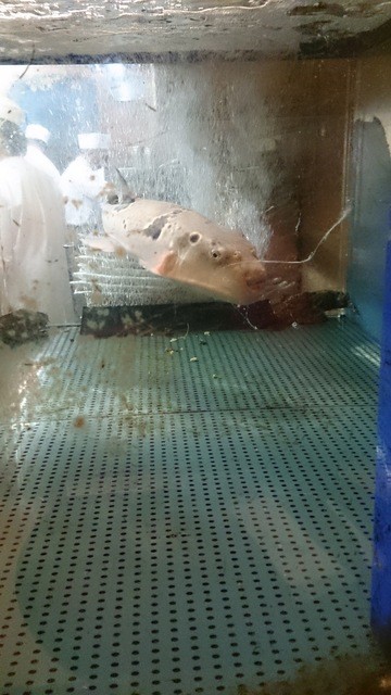 Kappou Takotsubo photo 4