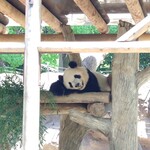 上野動物園　西園食堂 - 双子パンダの♂ シャオシャオ